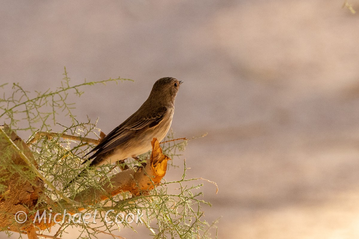 Spotted Flycatcher - ML635291209