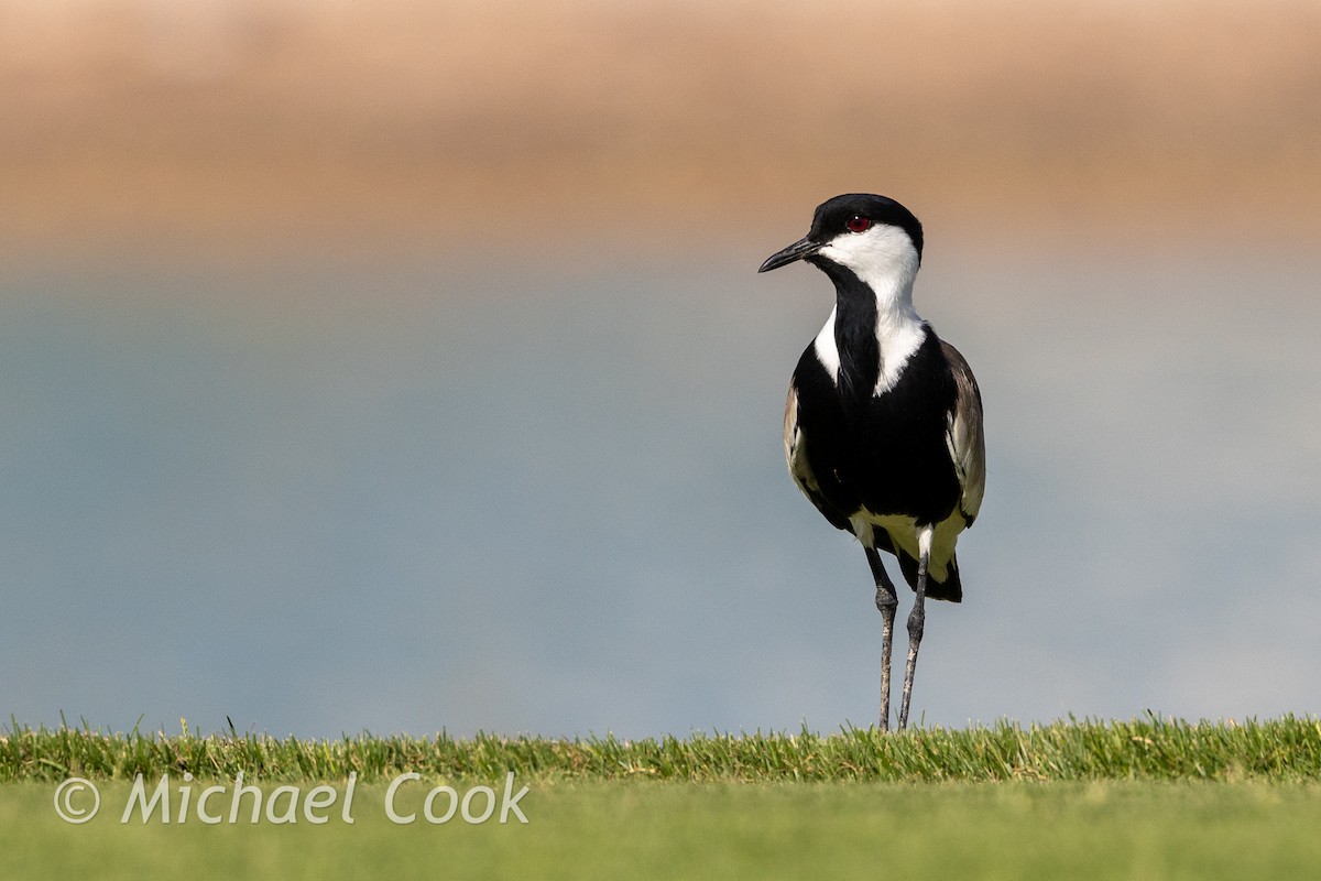 Spornkiebitz - ML635291234