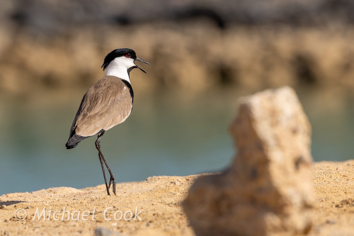 Spornkiebitz - ML635291235