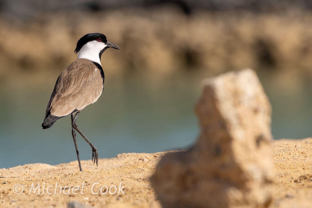 Spornkiebitz - ML635291236