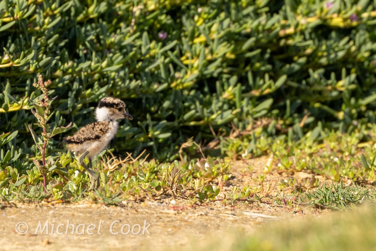 Spornkiebitz - ML635291237