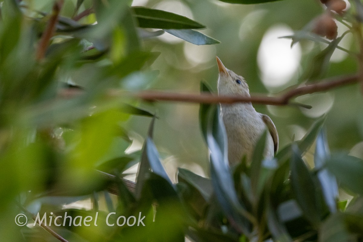 Blassspötter - ML635291273