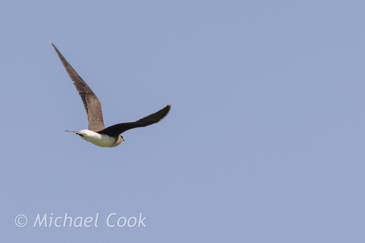 Rotflügel-Brachschwalbe - ML635291321