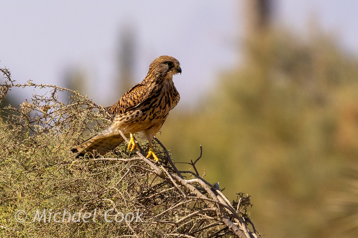 Turmfalke - ML635291334