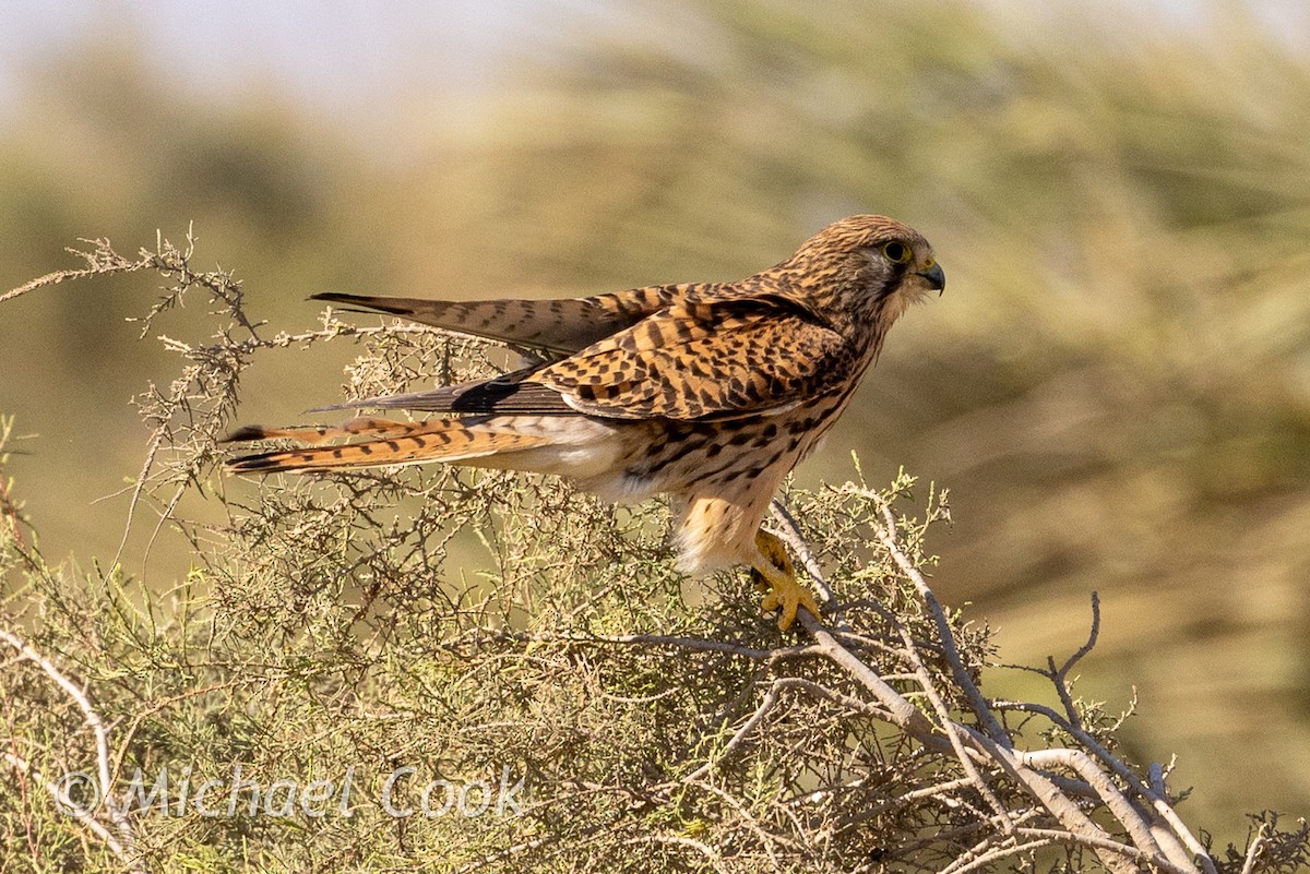 Turmfalke - ML635291335