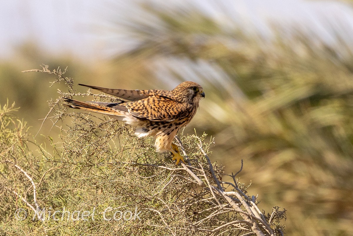 Turmfalke - ML635291336