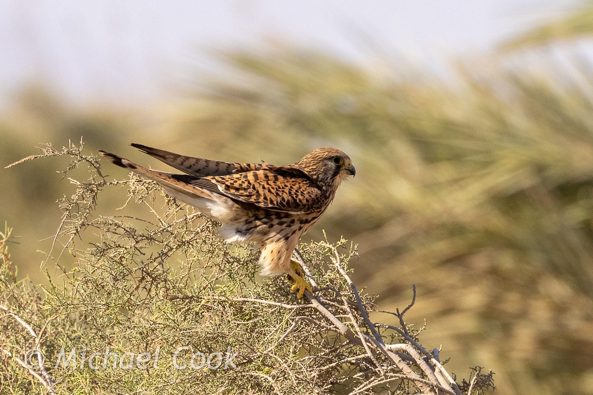 Turmfalke - ML635291337