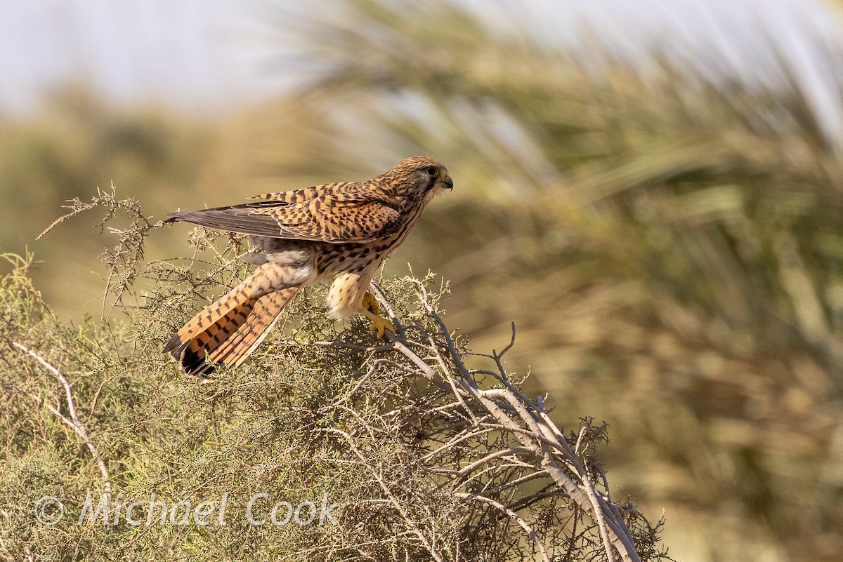 Turmfalke - ML635291338