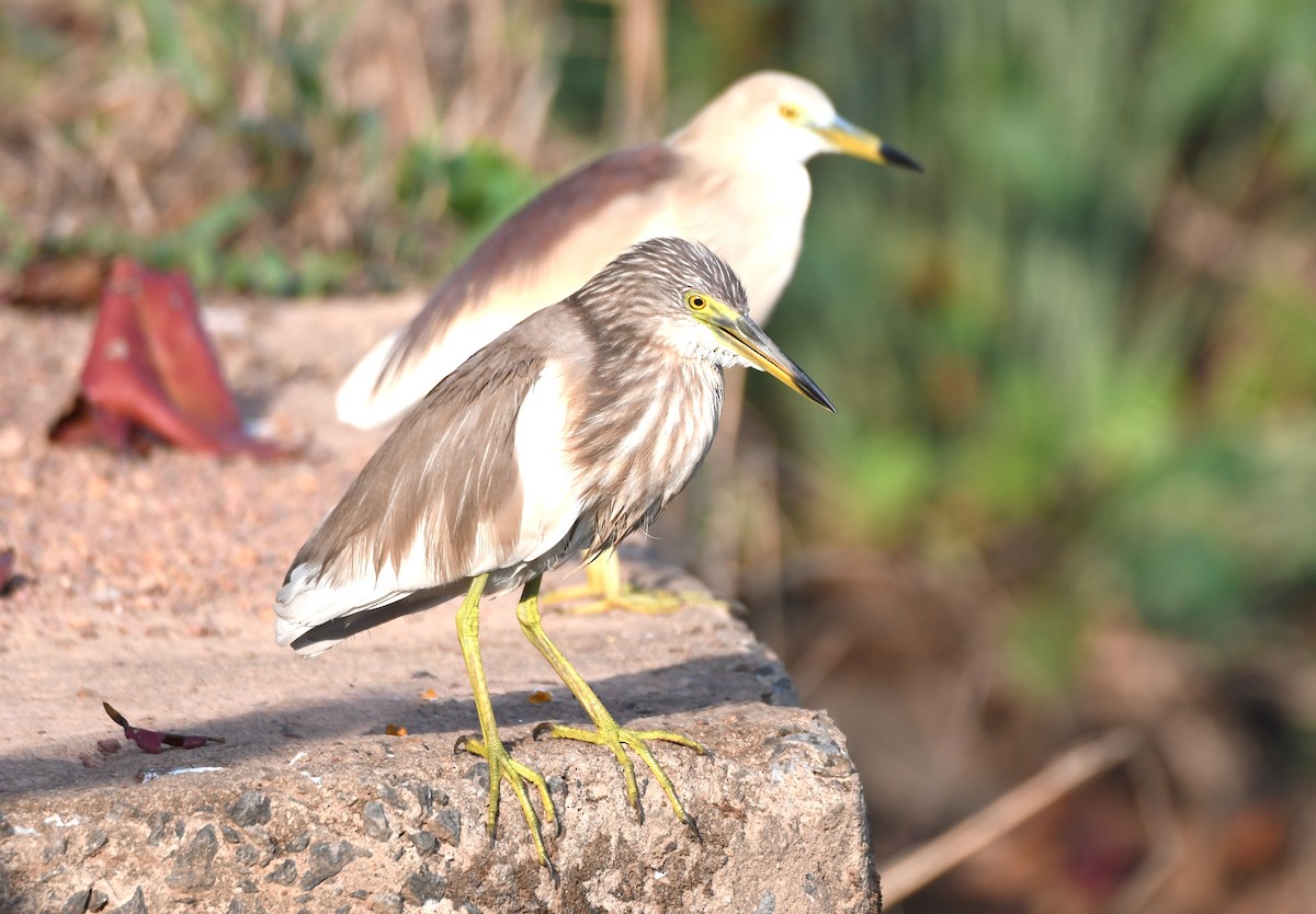 Indian Pond-Heron - ML635291339