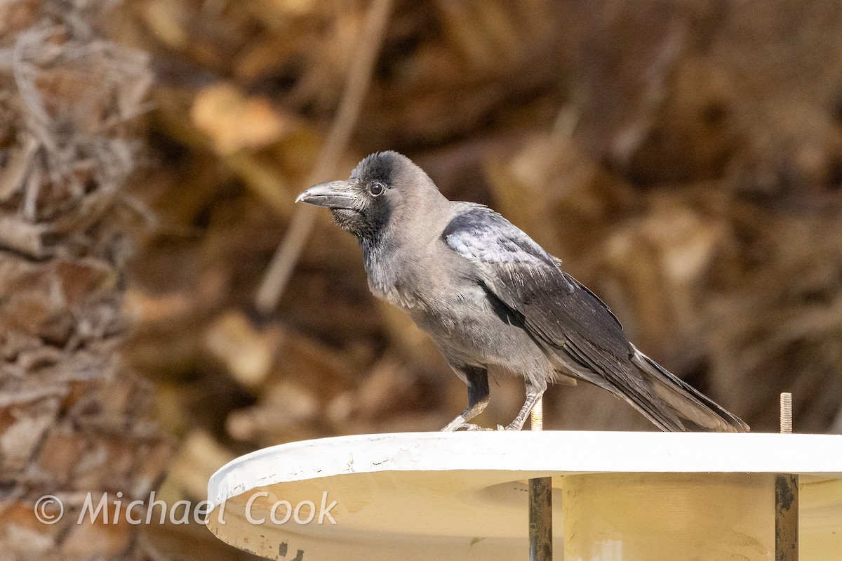 House Crow - ML635291341