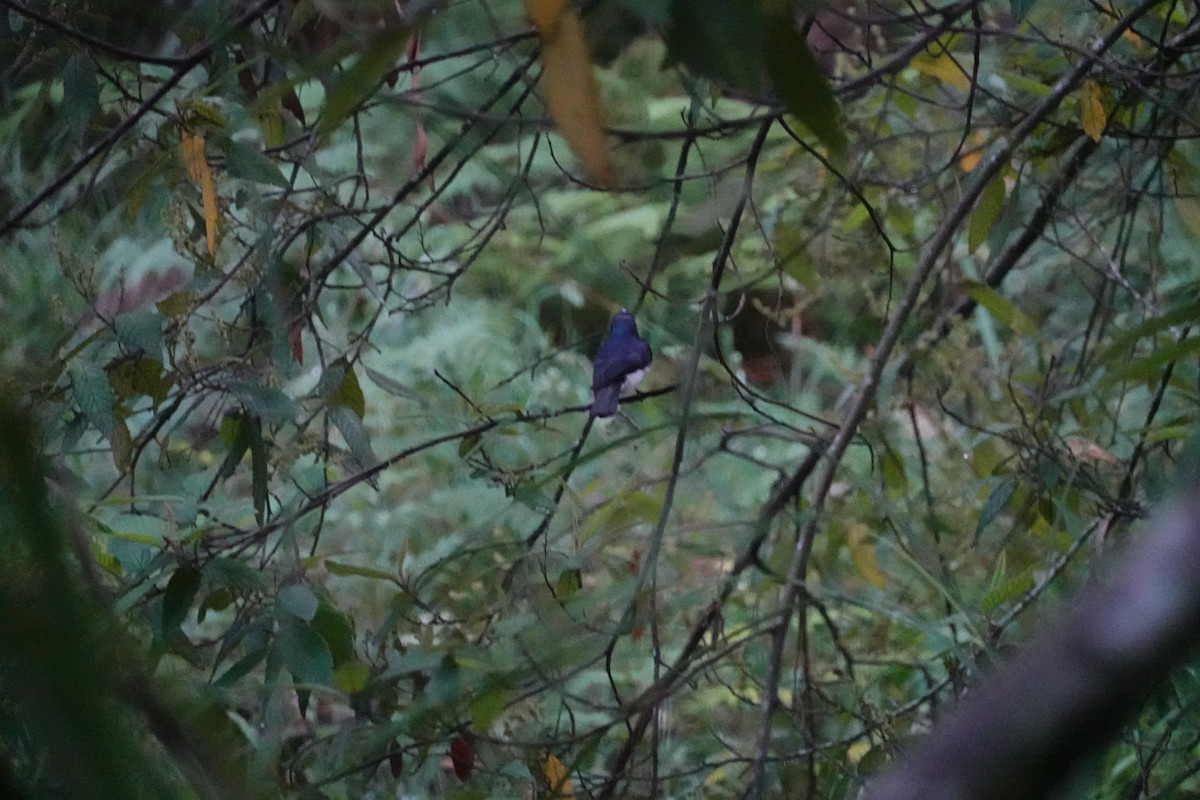Satin Flycatcher - ML635291391