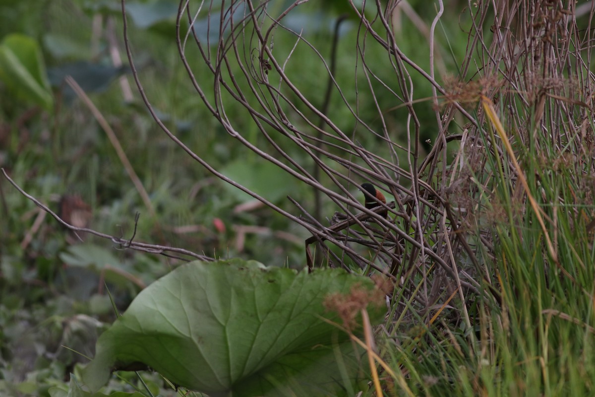 Chestnut Munia (Chestnut) - ML635291446