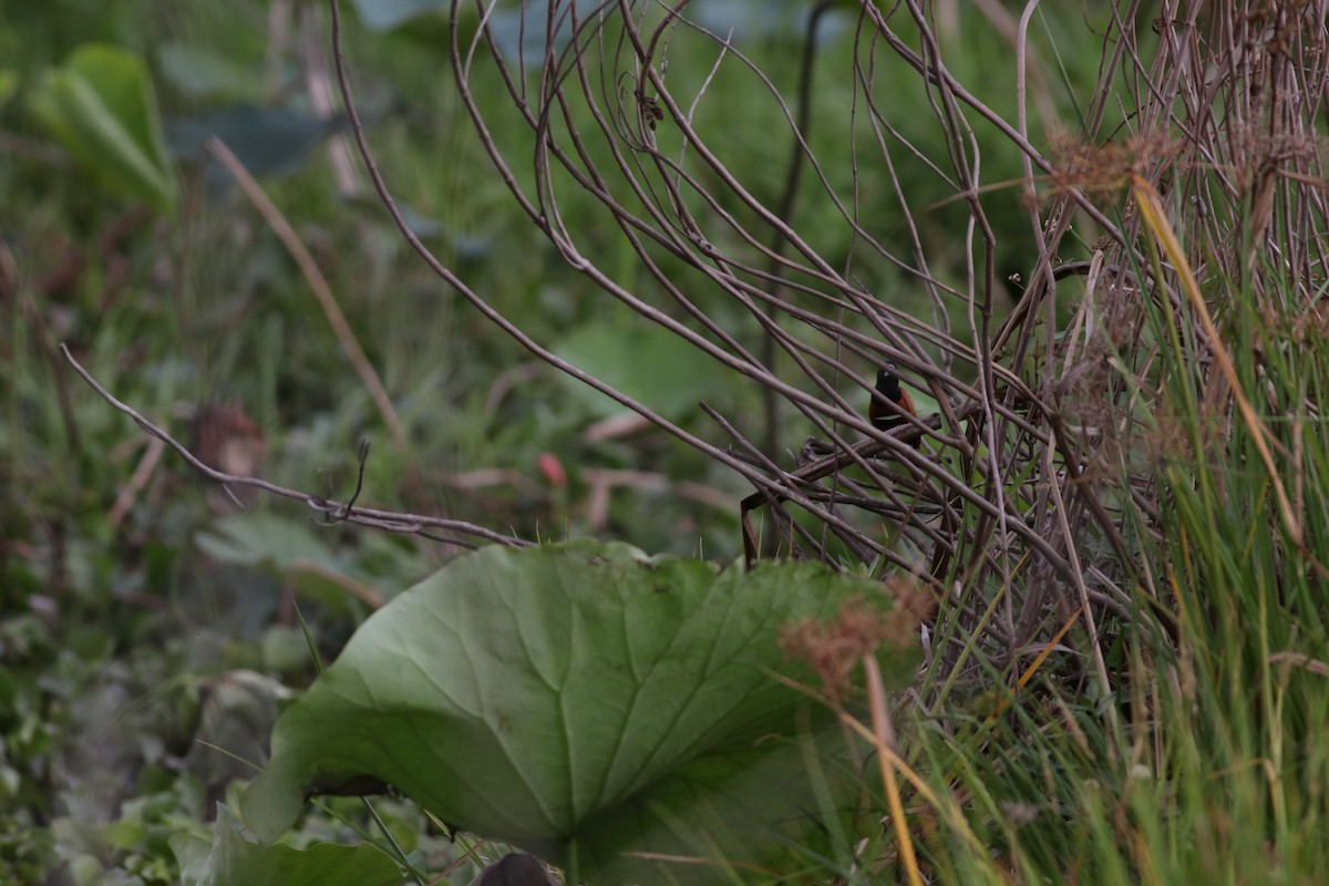 Chestnut Munia (Chestnut) - ML635291447