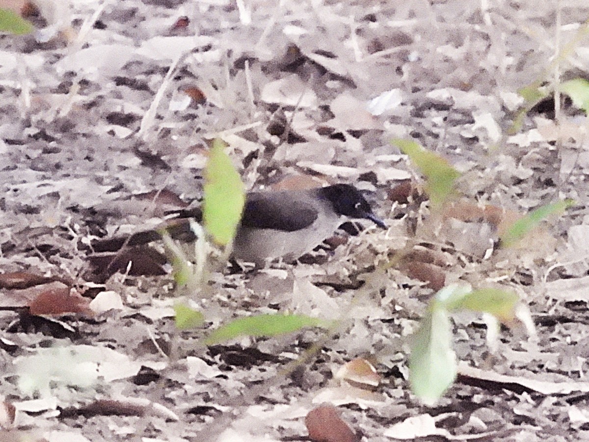 Blackcap Babbler - ML635291464
