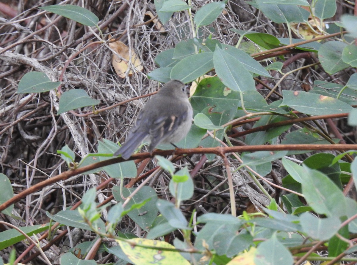 Dusky Robin - ML635291472