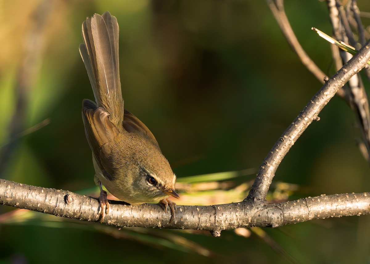 Aberrant Bush Warbler (Perplexing) - ML635291533