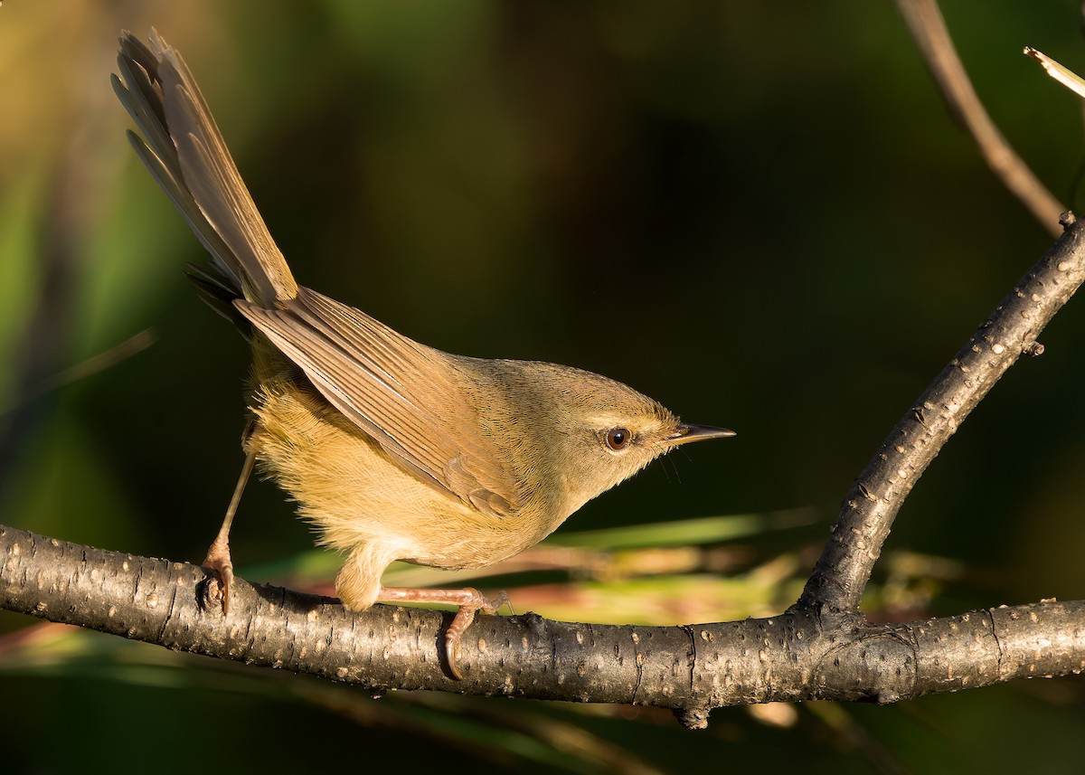 Aberrant Bush Warbler (Perplexing) - ML635291534