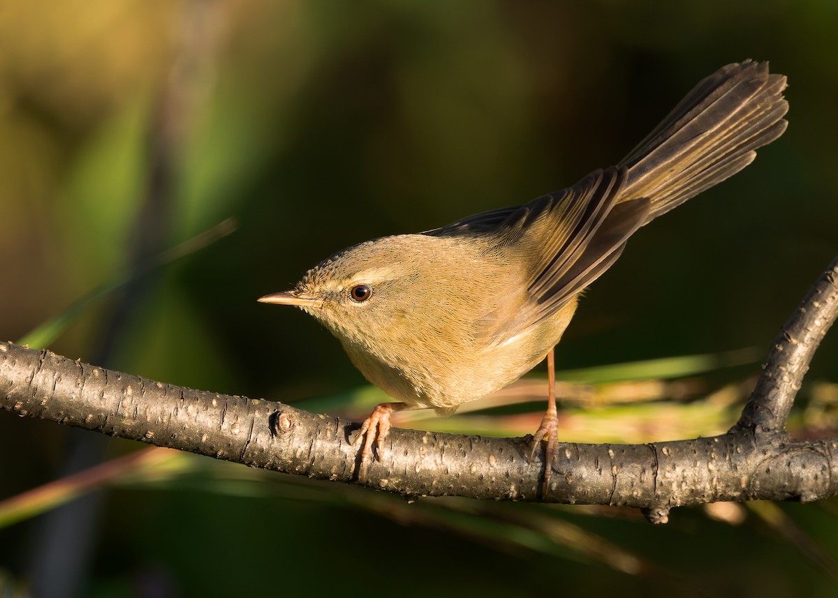 Aberrant Bush Warbler (Perplexing) - ML635291535