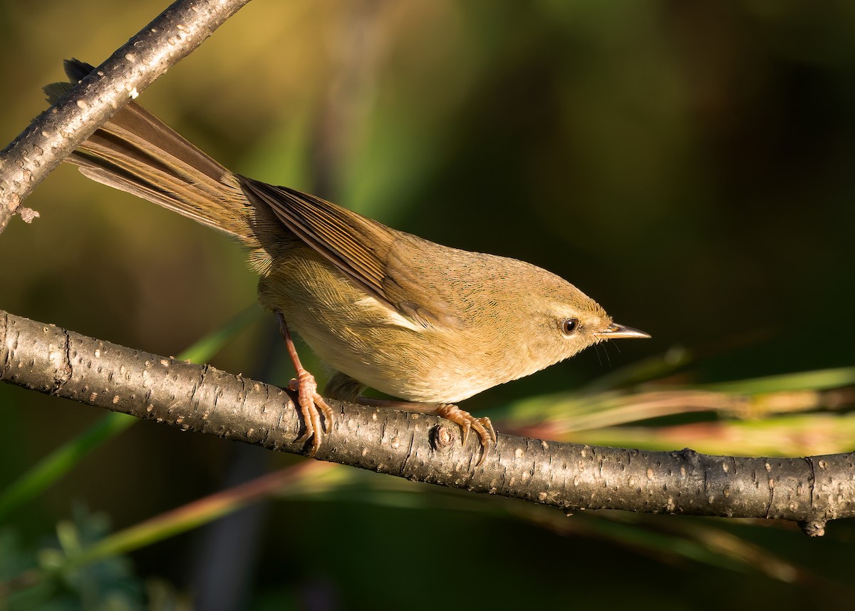 Aberrant Bush Warbler (Perplexing) - ML635291536