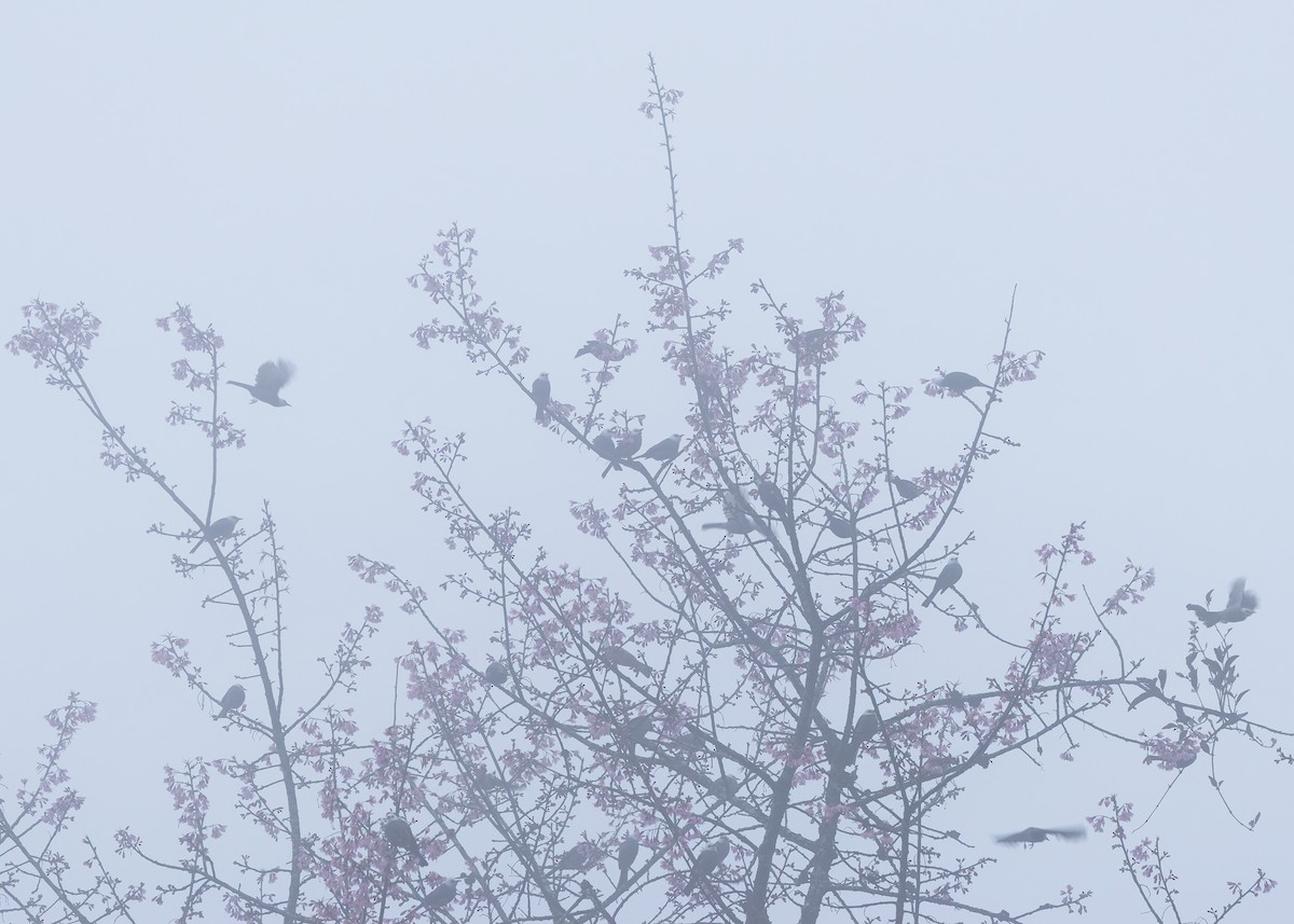 White-headed Bulbul - ML635291571