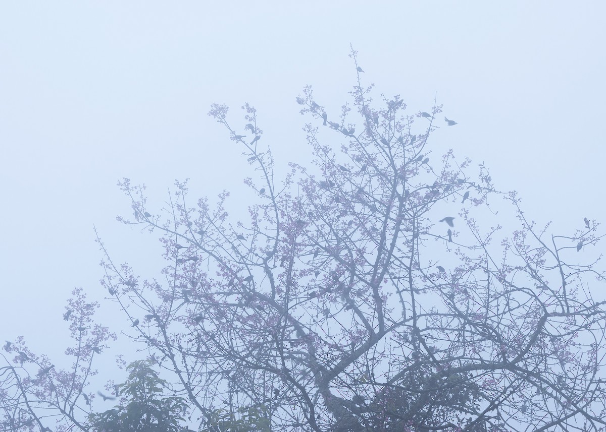 White-headed Bulbul - ML635291572