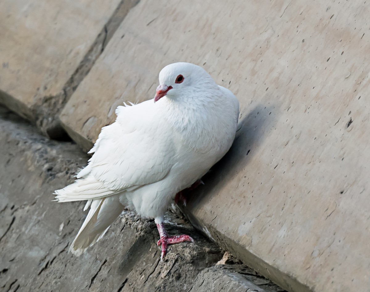 Rock Pigeon (Feral Pigeon) - ML635291600