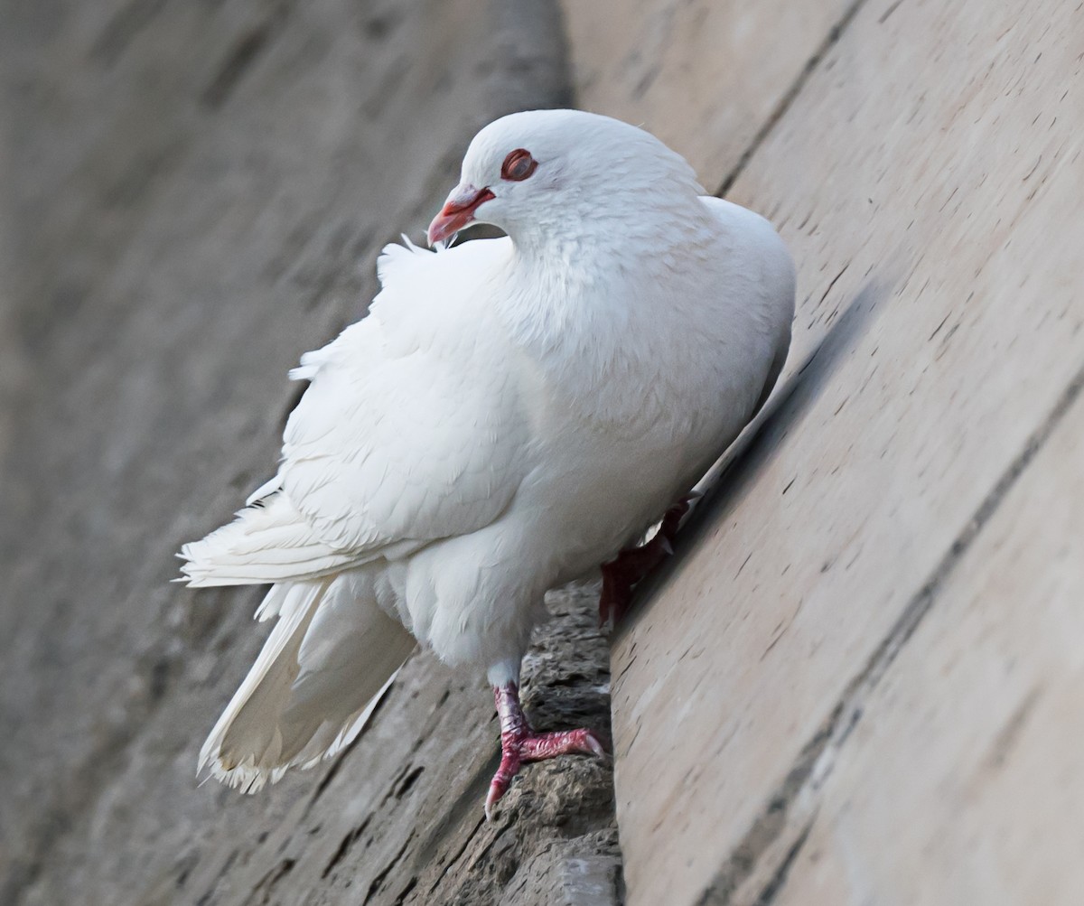 Rock Pigeon (Feral Pigeon) - ML635291601