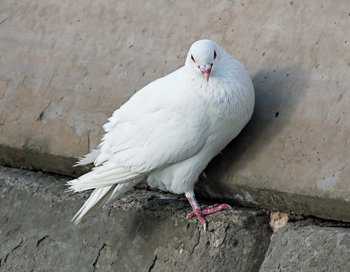 Rock Pigeon (Feral Pigeon) - ML635291602
