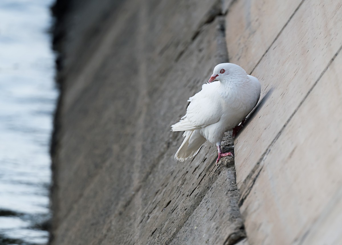 Rock Pigeon (Feral Pigeon) - ML635291603