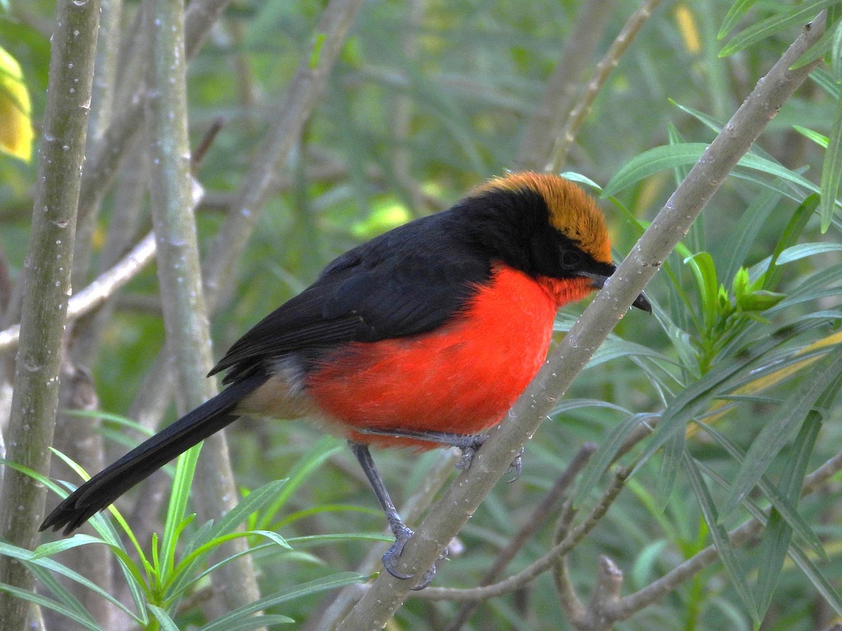 Yellow-crowned Gonolek - ML635291634
