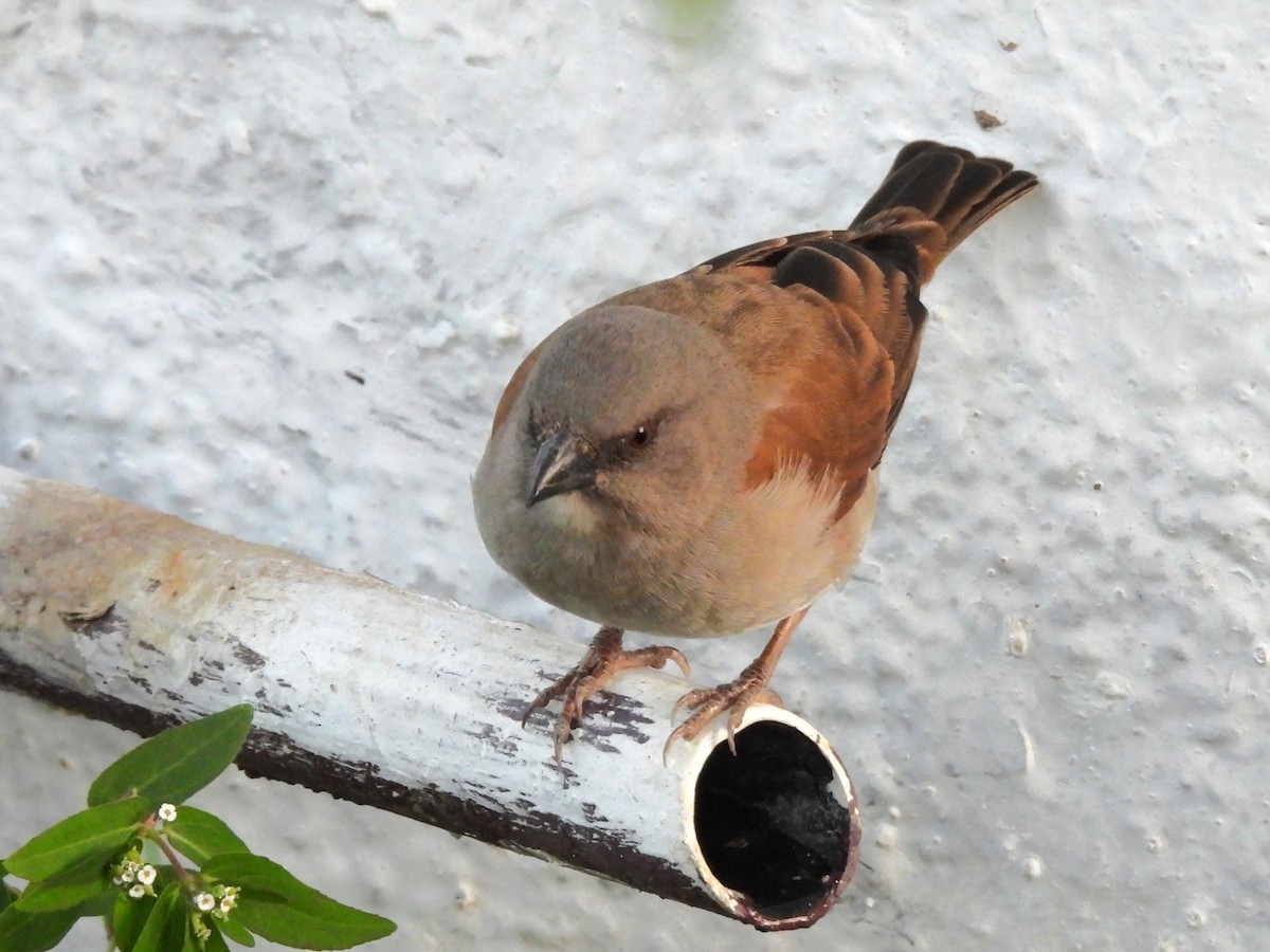 Northern Gray-headed Sparrow - ML635291642