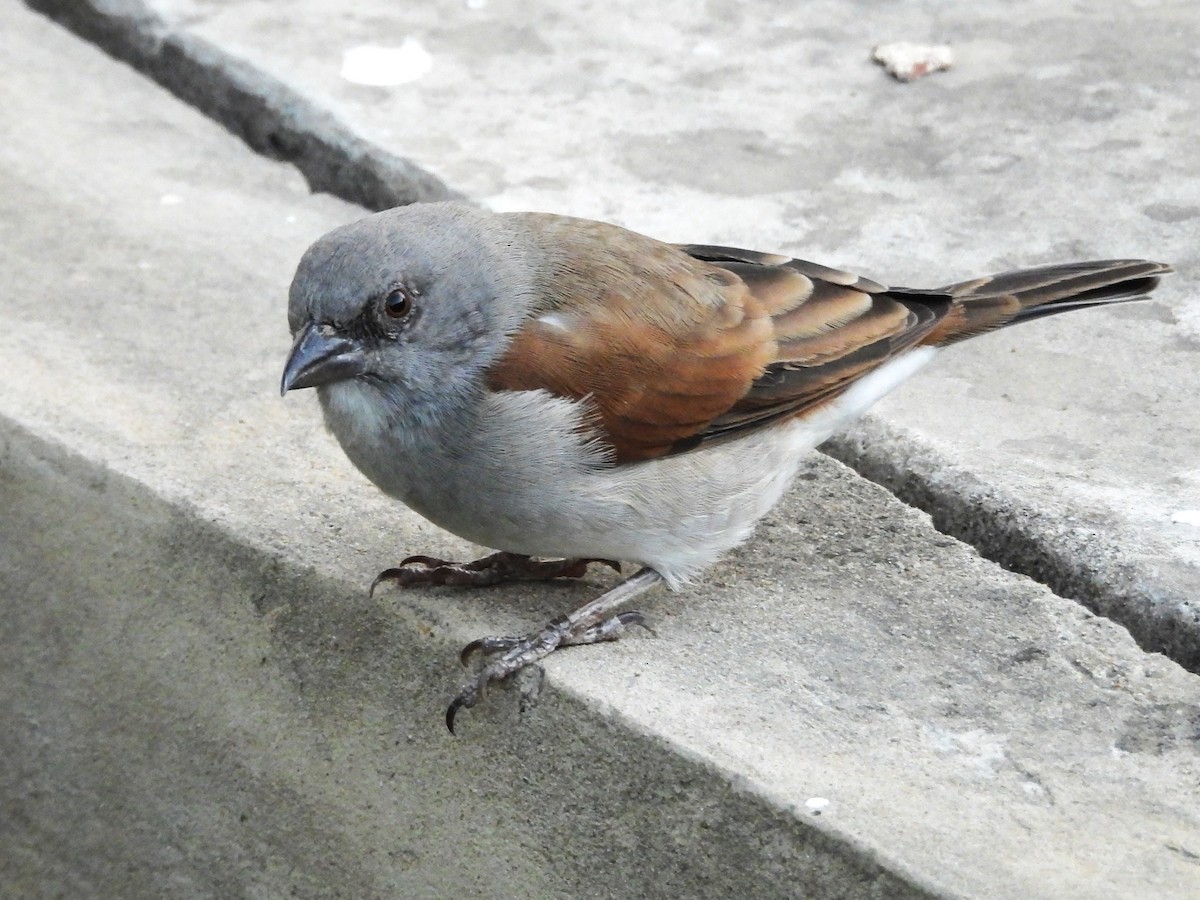 Northern Gray-headed Sparrow - ML635291643