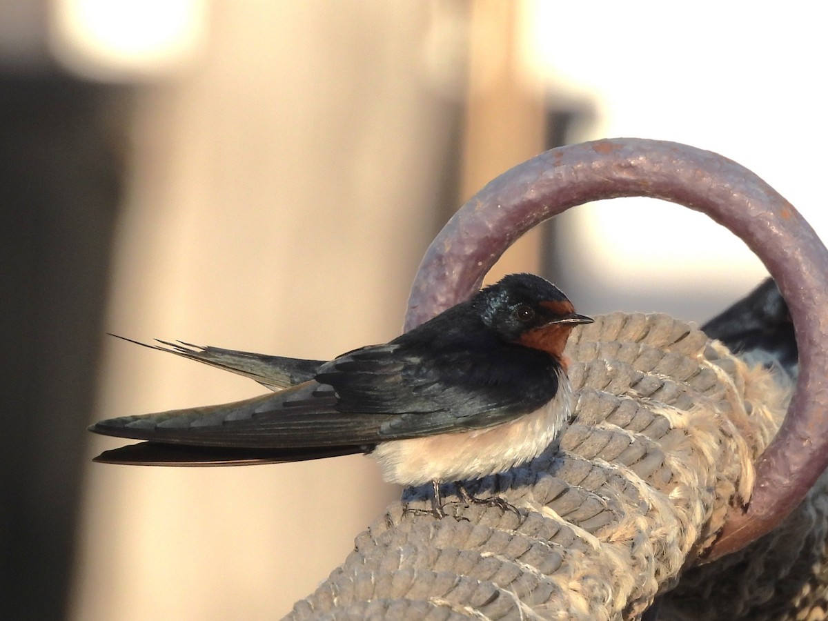 Red-chested Swallow - ML635291666