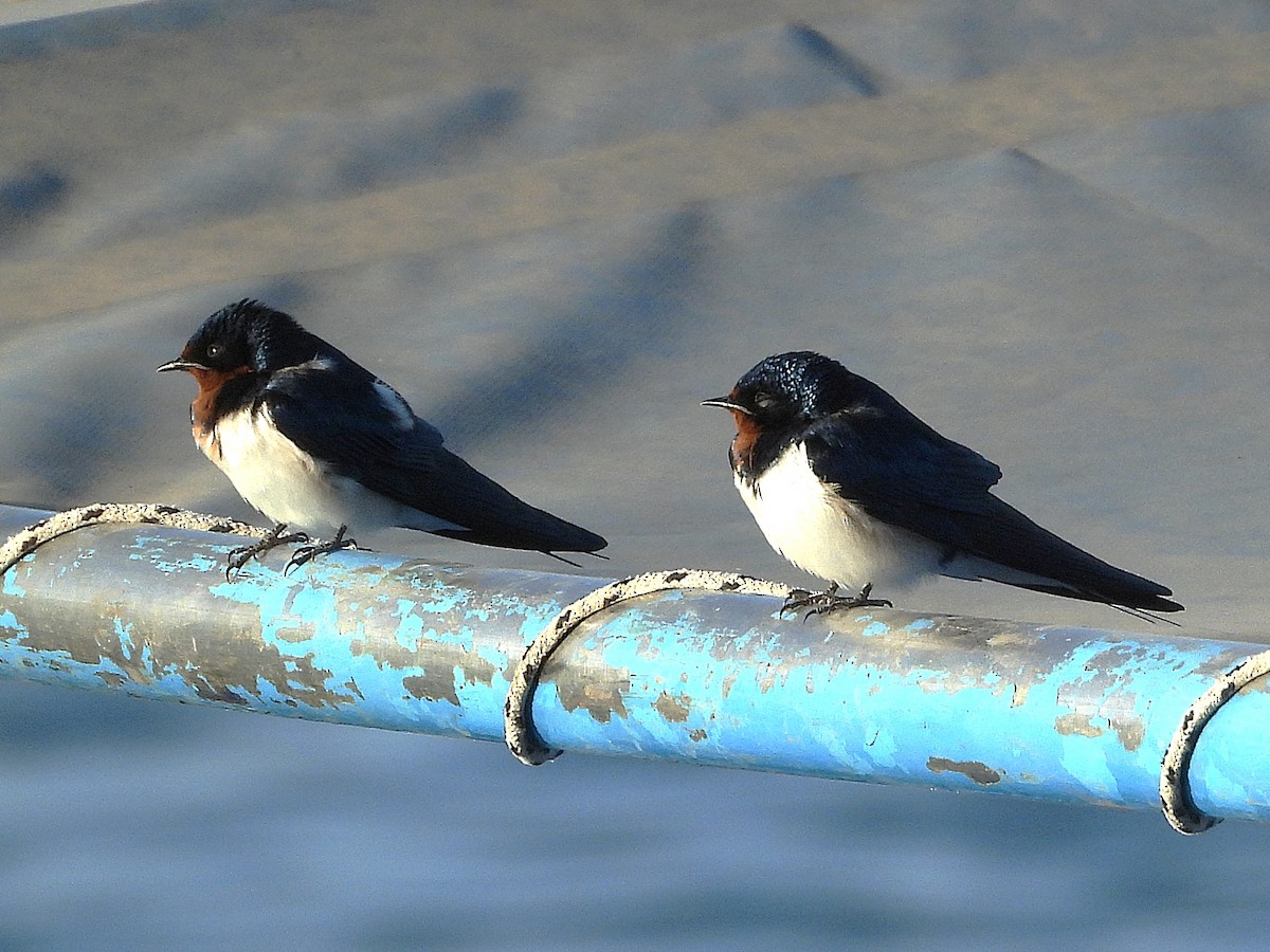 Red-chested Swallow - ML635291667