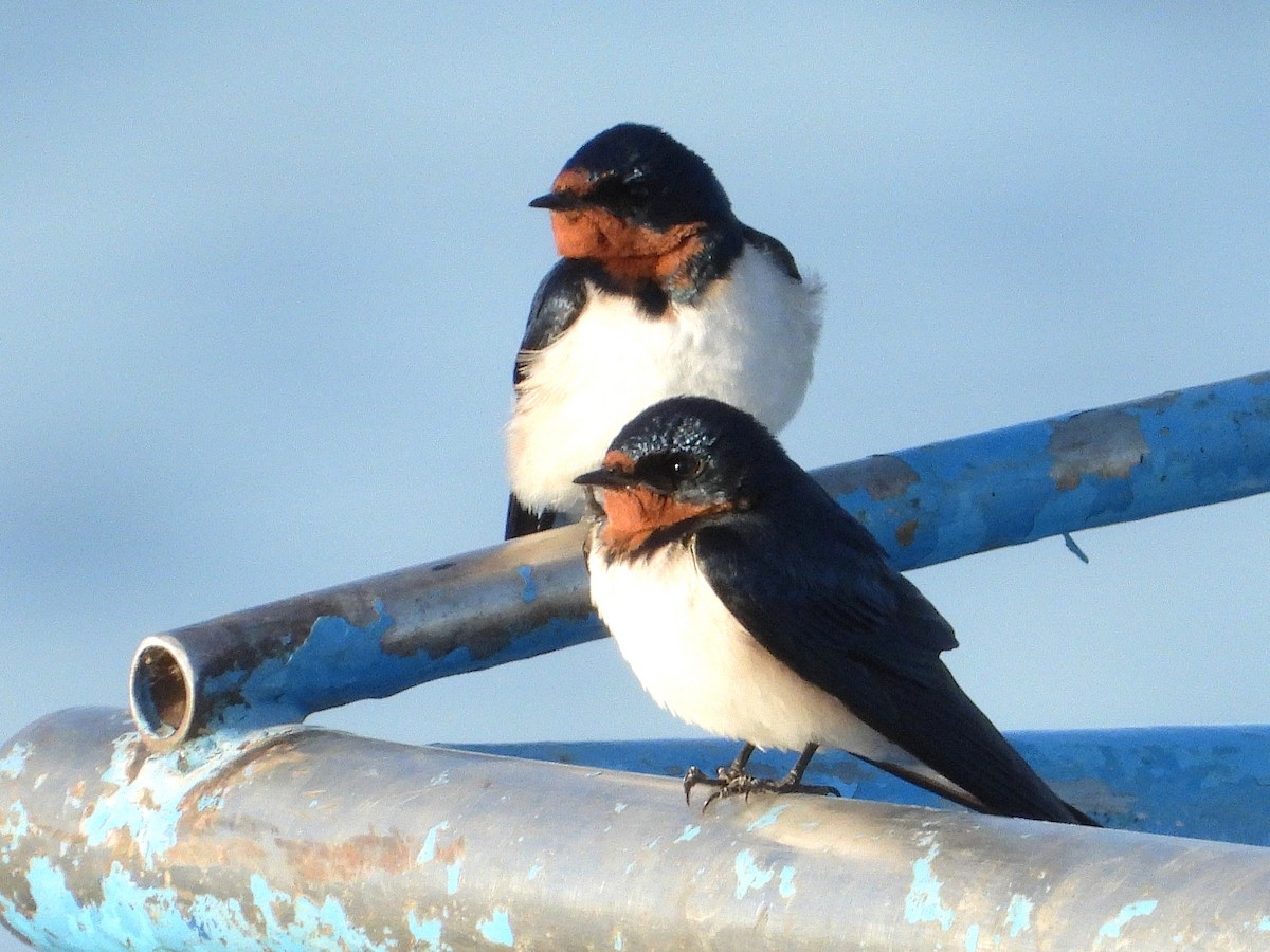 Red-chested Swallow - ML635291668