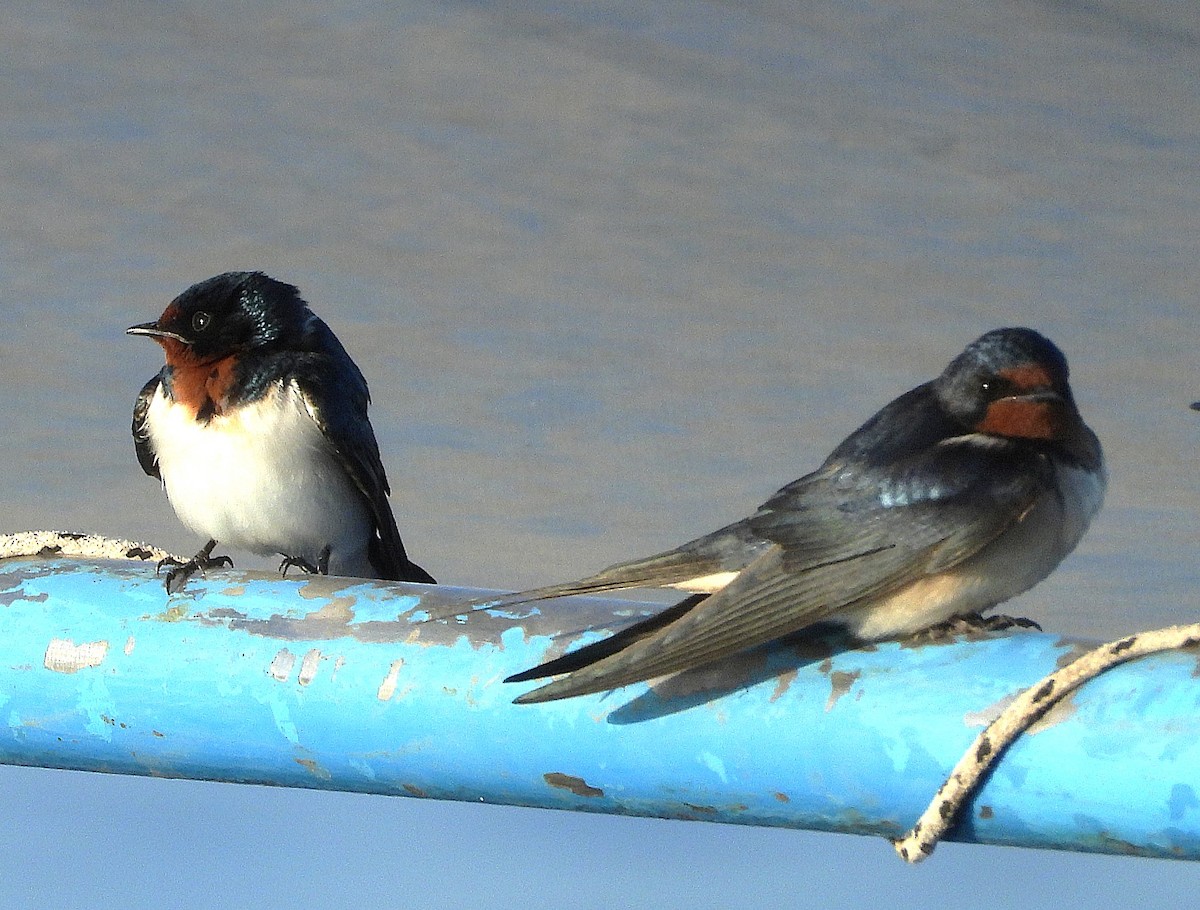Red-chested Swallow - ML635291669