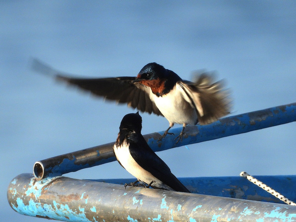 Red-chested Swallow - ML635291672