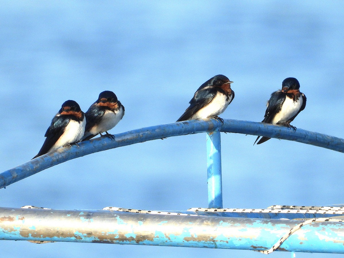 Red-chested Swallow - ML635291673