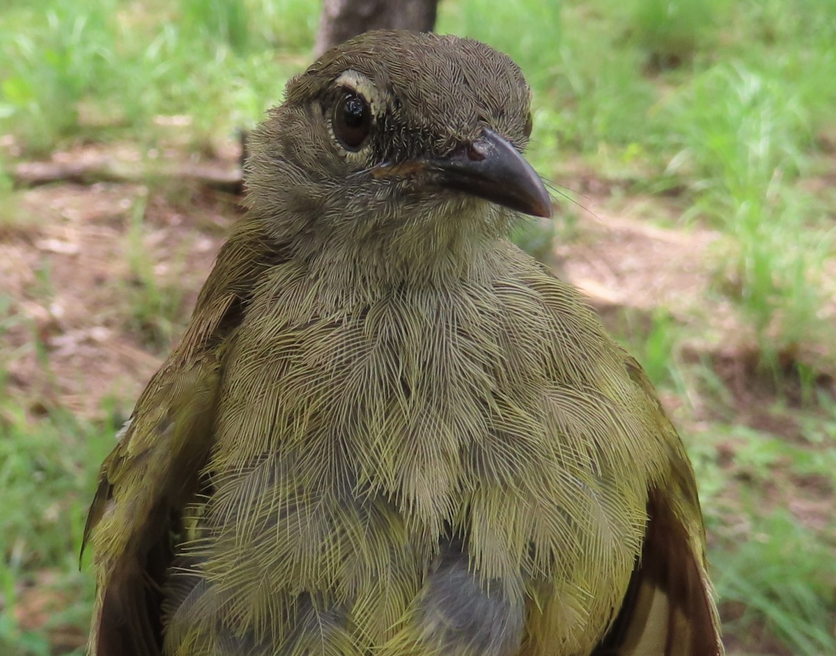 Gray Greenbul - ML635291675