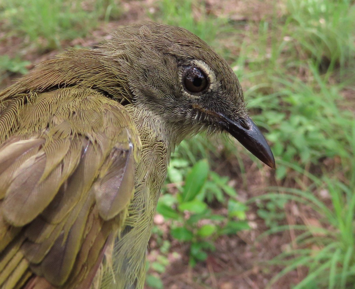 Gray Greenbul - ML635291678