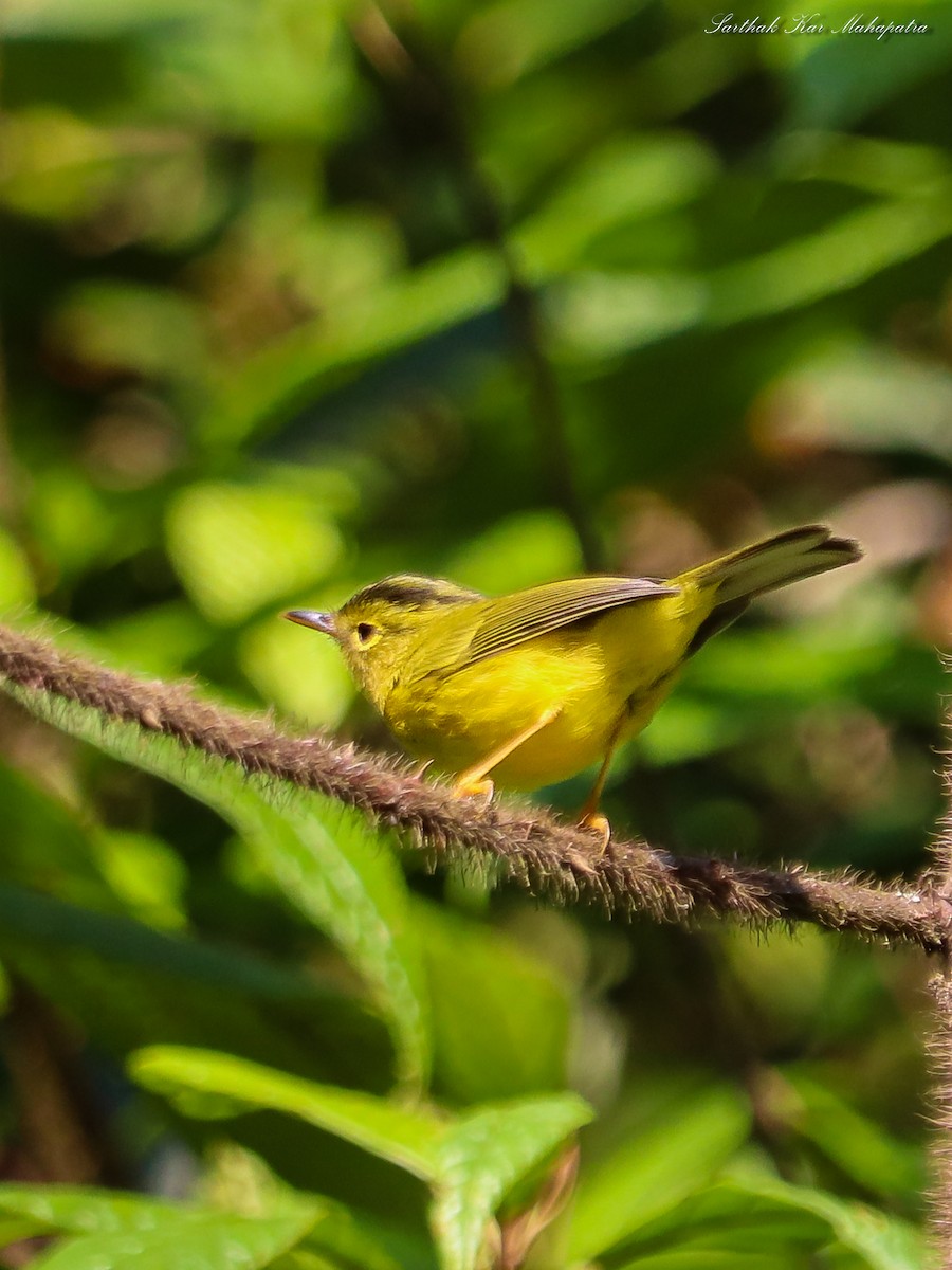 Mosquitero de Burke - ML635291679