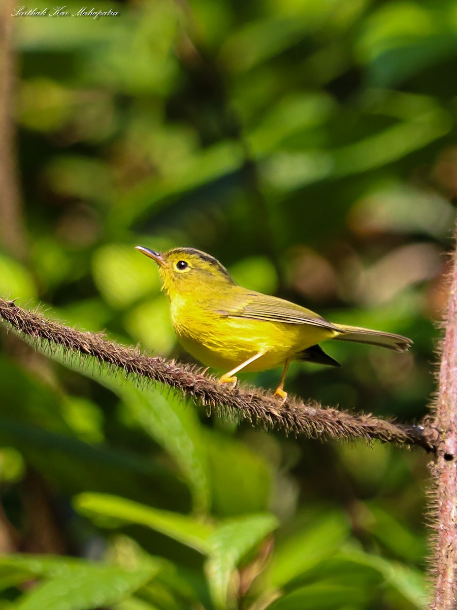 Mosquitero de Burke - ML635291680