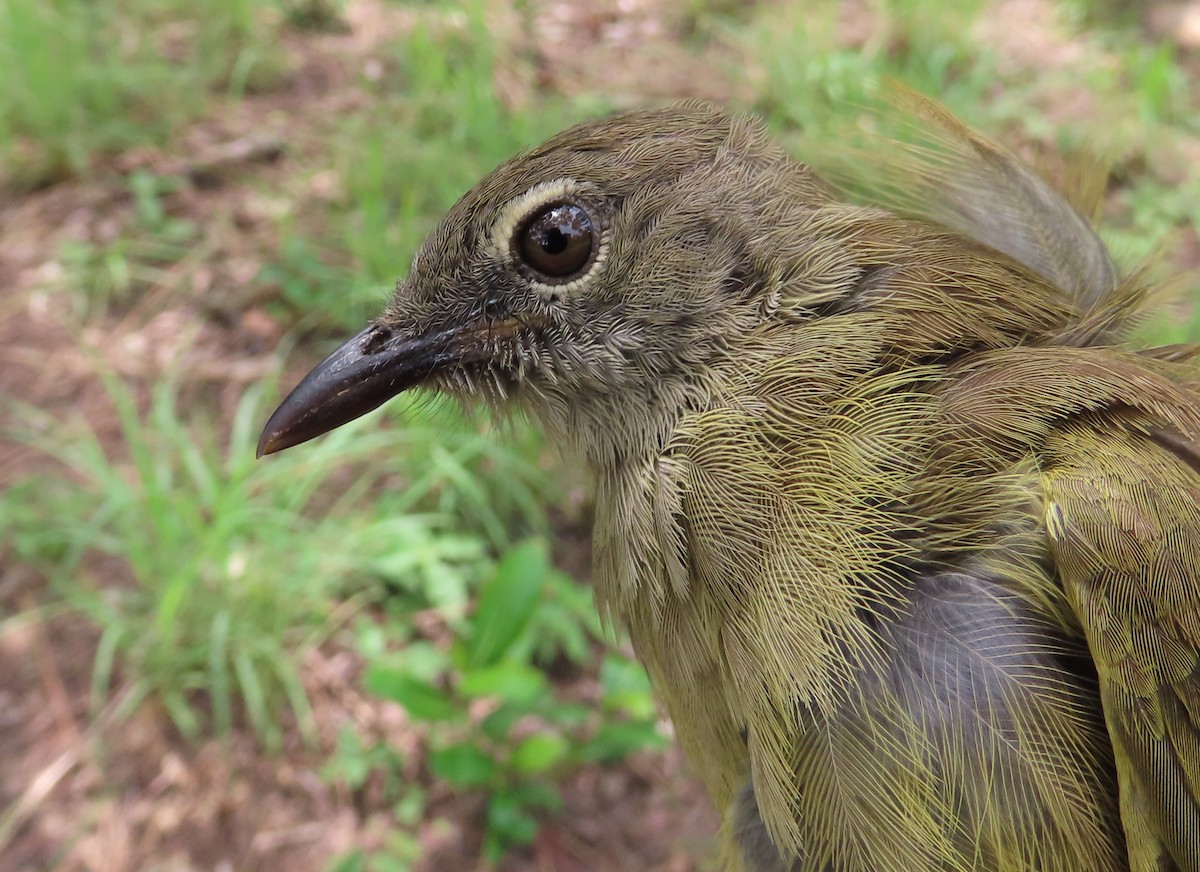Gray Greenbul - ML635291687
