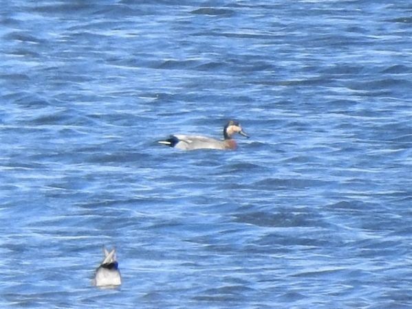Gadwall x Mallard (hybrid) - ML635291702