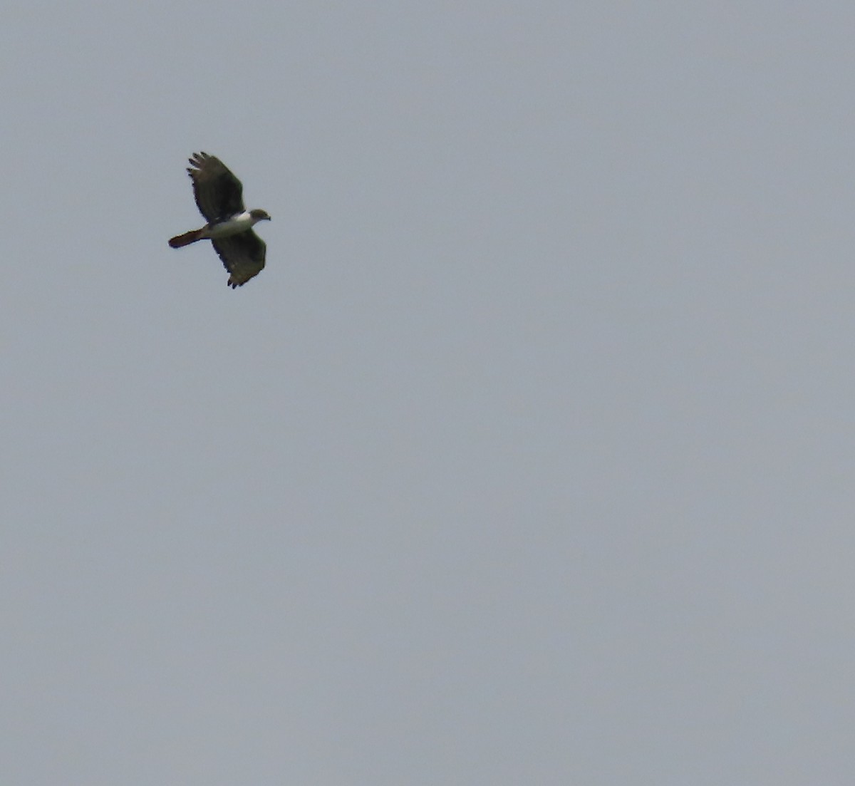 Cassin's Hawk-Eagle - ML635291746