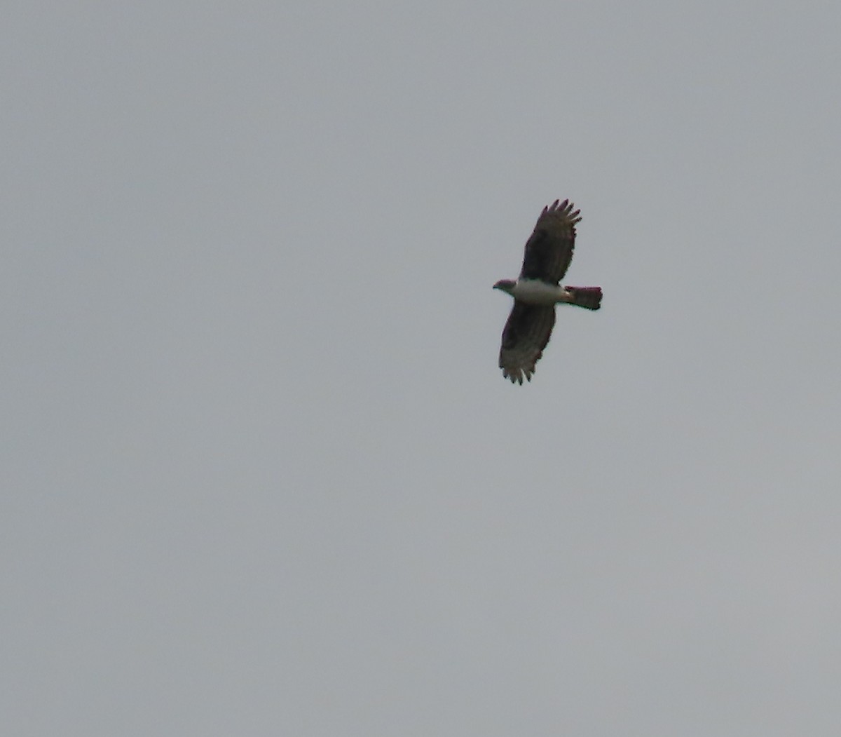 Cassin's Hawk-Eagle - ML635291774