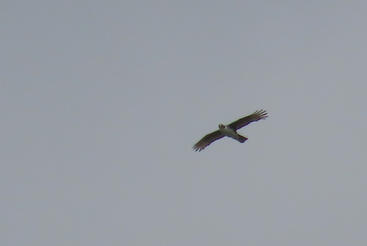 Cassin's Hawk-Eagle - ML635291781