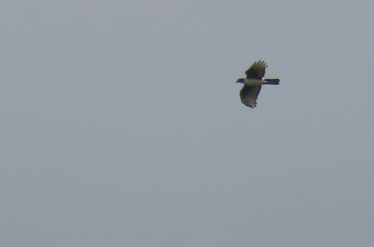 Cassin's Hawk-Eagle - ML635291785