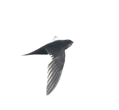 Dark-rumped Swift - ML635291808