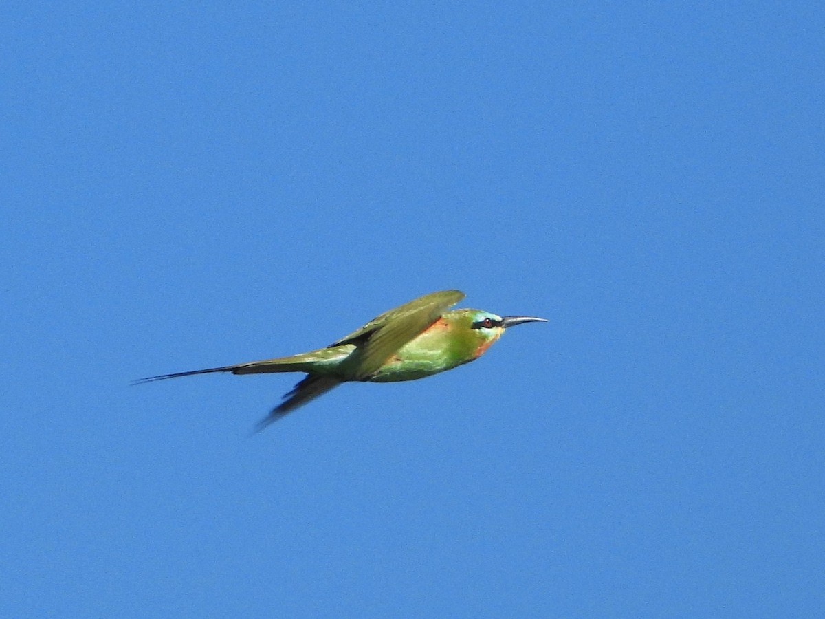 Blue-cheeked Bee-eater - ML635291850